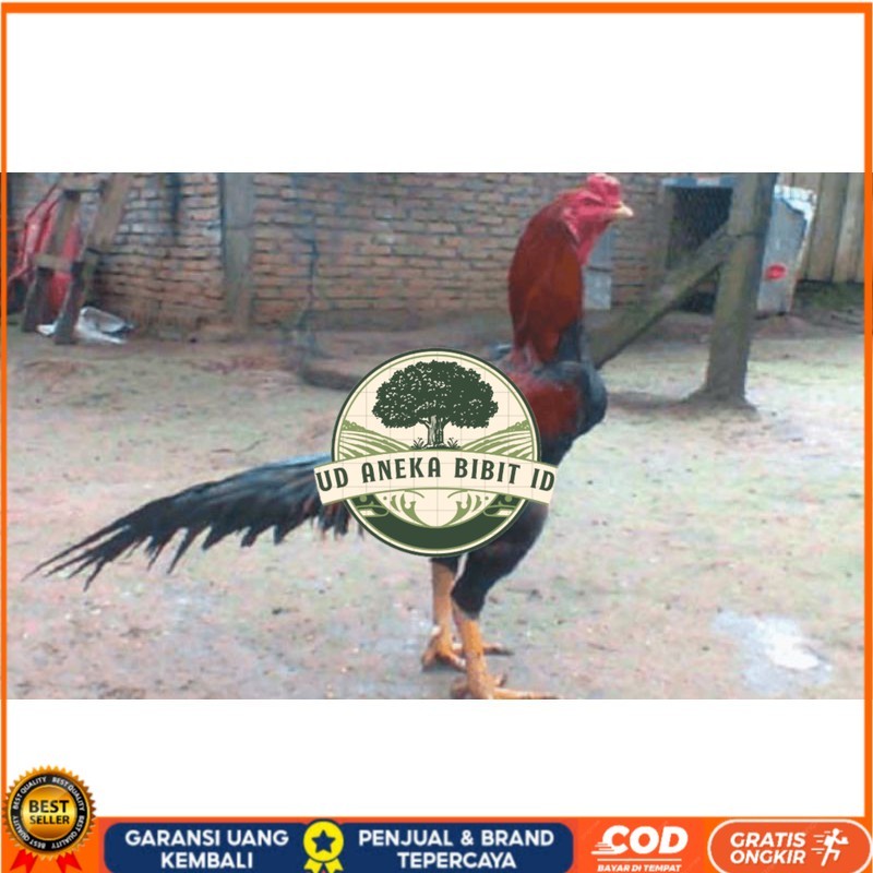 

TELUR AYAM PAKHOY TURUNAN IMPORT UD ANEKA BIBIT ID
