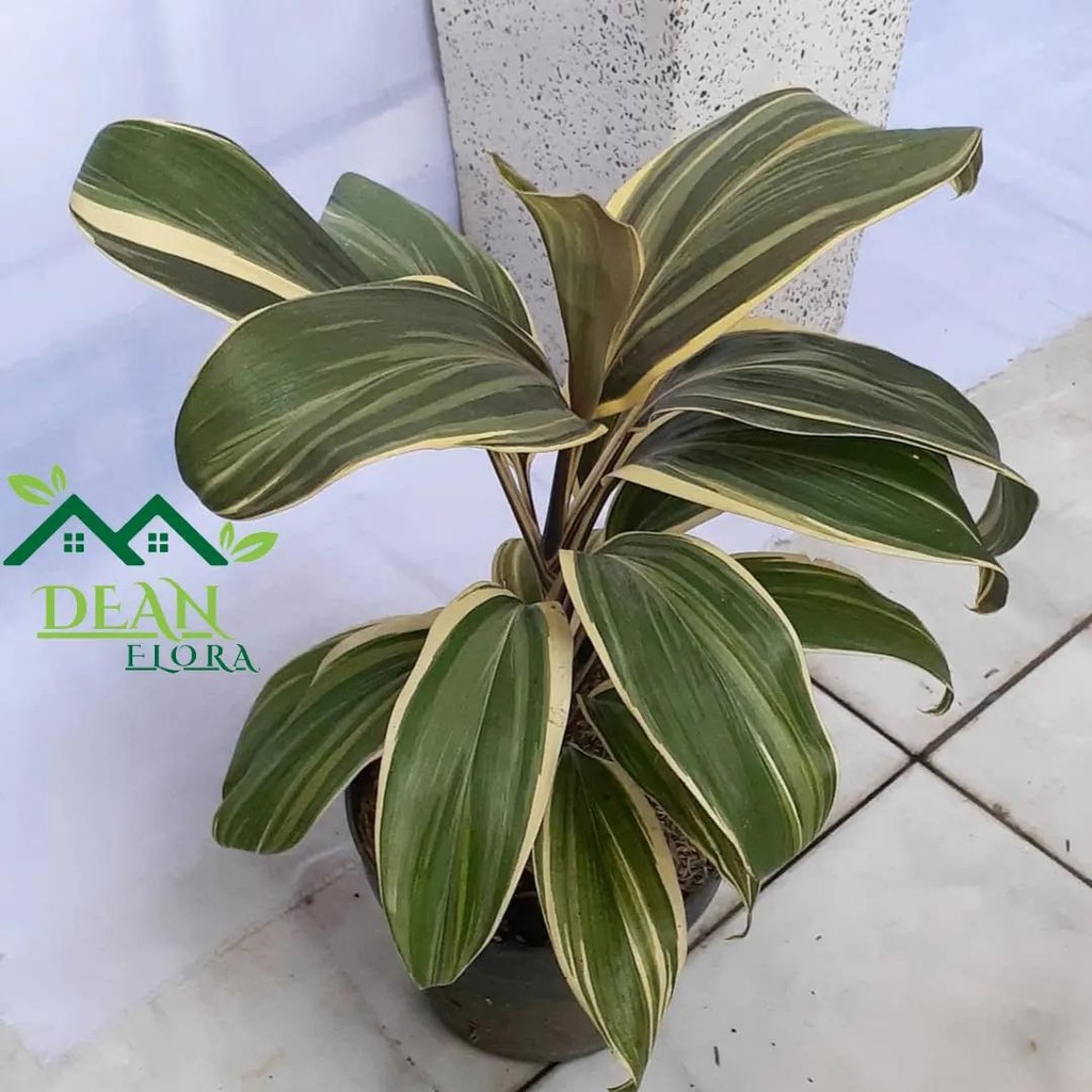 Tanaman Hias Hanjuang Variegata - Hanjuang Variegata - Hanjuang