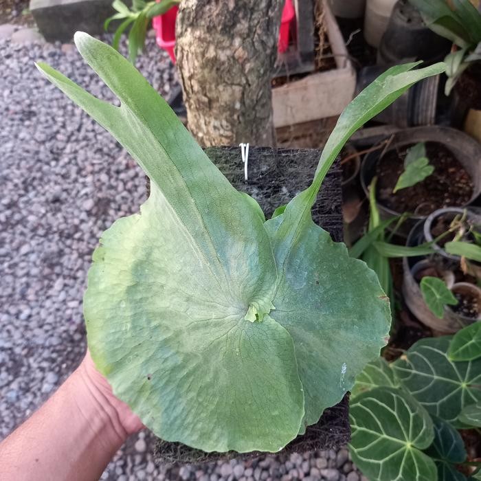 Platycerium Wandae / Simbar Papua