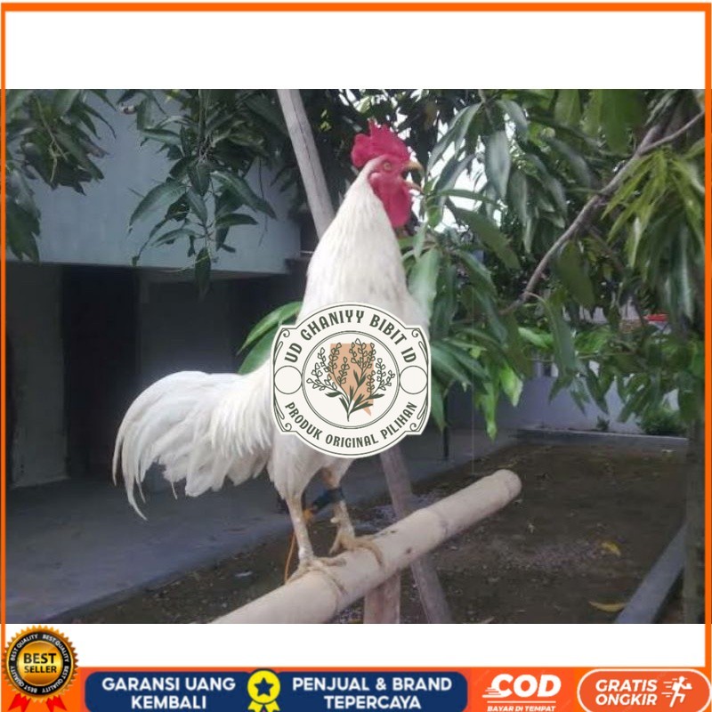 

TELUR AYAM KETAWA DANGDUT GRETEK SLOW UNTUK DI TETASKAN UD GHANIYY BIBIT ID