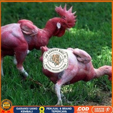

Telur ayam tanpa bulu / ayam gundul fertil asli siap ditetaskan - ayam tanpa bulu UD GHANIYY BIBIT ID