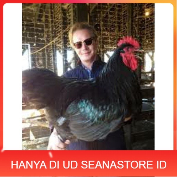

TELUR AYAM LARMOD SUPER JUMBO RAKSASA UNTUK DI TETASKAN UD SEANASTORE ID