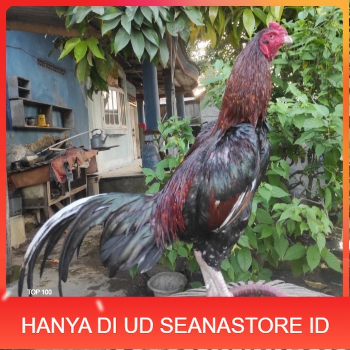 

Telur ayam bangkok birma fertil / ayam petarung aduan siap ditetaskan Langsung UD SEANASTORE ID