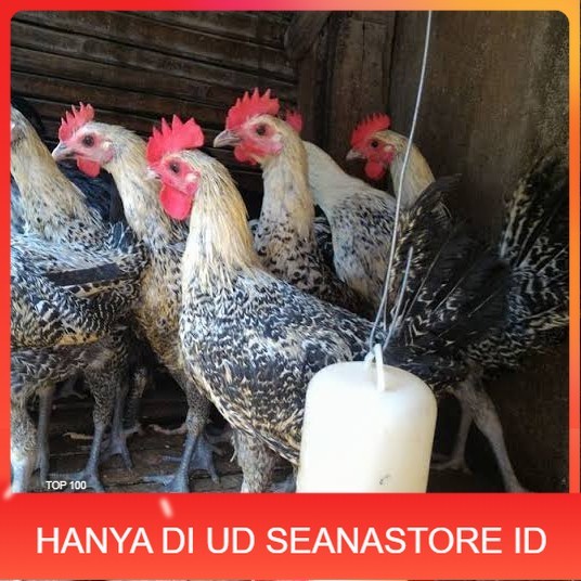 

Telur ayam arab siap ditetaskan - AYAM ARAB UD SEANASTORE ID