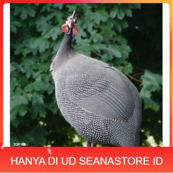 

Telur ayam mutiara hias fertil siap ditetaskan - ayam mutiara UD SEANASTORE ID