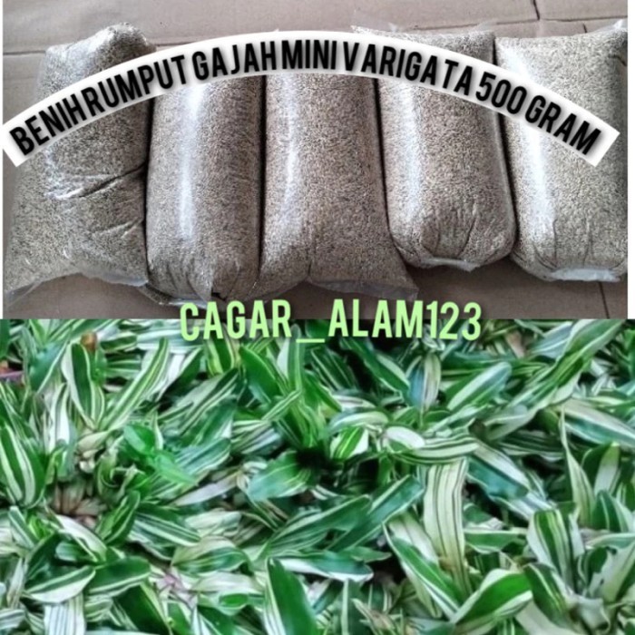 bibit benih rumput gajah mini varigata 1 kg