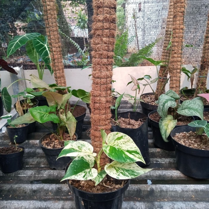 

Extra Herbal Turus Sabut Kelapa 30cm Tiang Penyangga Tanaman Rambat Berkualitas