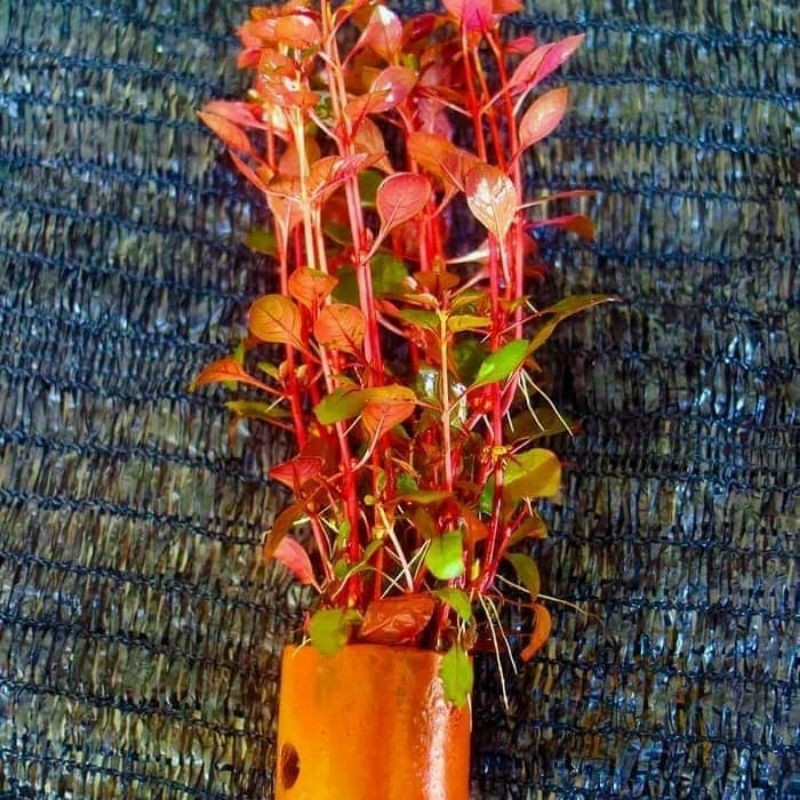 Ludwigia red malang - Tanaman aquascape aquarium dan kolam ( 456 )