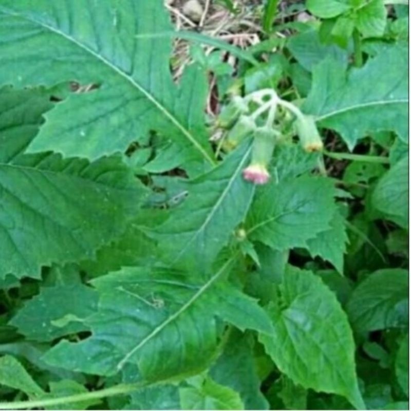 

Daun Sintrong Segar Murah Terlaris Di Petik Dadakan