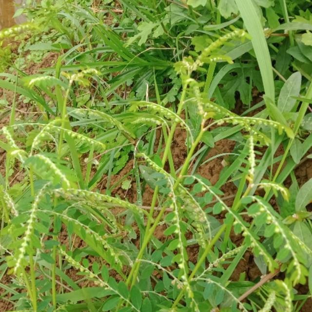 

Daun meniran segar(100gram)