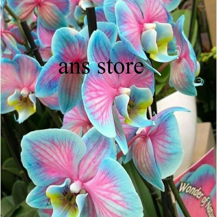 SEEDLING ANGGREK DENDROBIUM GALAXY