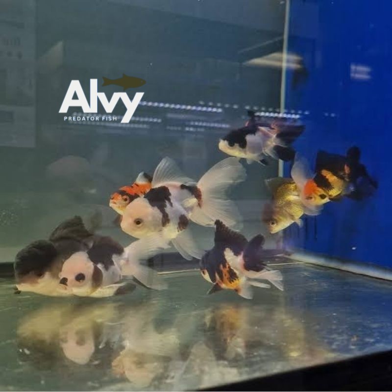 Goldfish Mas Koki Oranda PAKET ISI 3 Panda trico Size 5-6 Cm