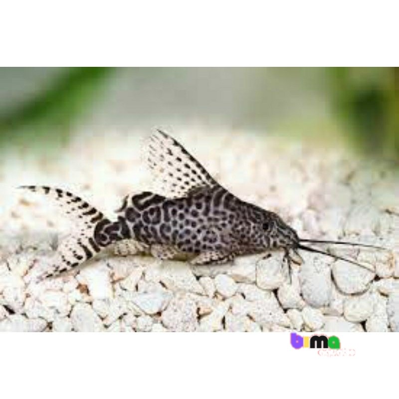 SYNODENTIS PAKET ISI 3 / ikan Synopembersih/pemakan alga aquarium