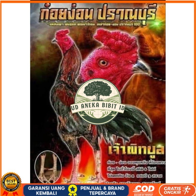 

Telur fertil ayam pakhoy trah pitt bull / COD UD ANEKA BIBIT ID