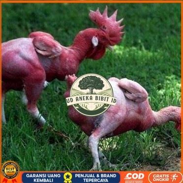 

Telur ayam tanpa bulu / ayam gundul fertil asli siap ditetaskan - ayam tanpa bulu UD ANEKA BIBIT ID