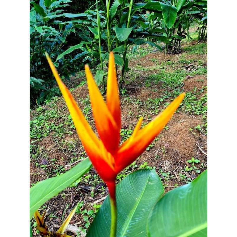 TANAMAN HIAS HELICONIA GOLDEN THAII (Golden Torch)