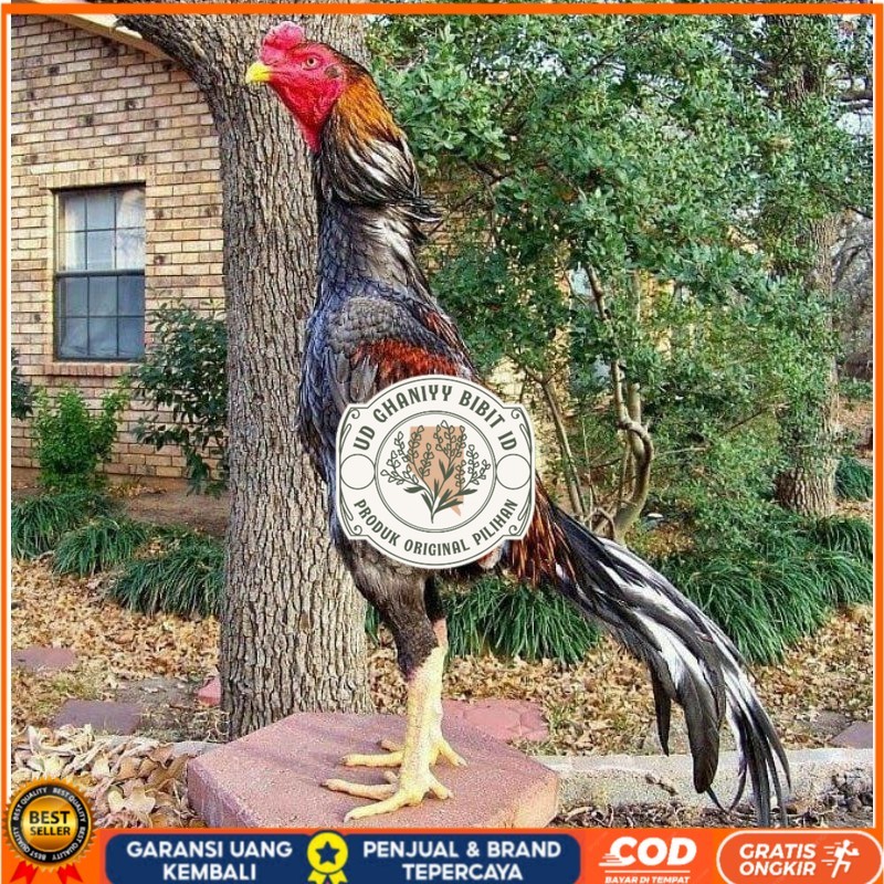 

OSHAMO EROPA FERTIL FRESH UD GHANIYY BIBIT ID