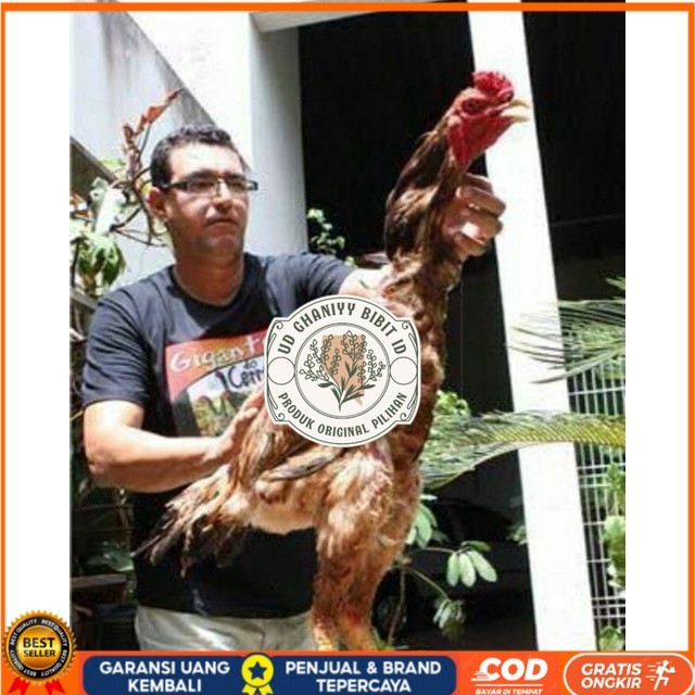 

TELUR AYAM GODZILLA STRONG HEIDHT UNTUK DI TETASKAN UD GHANIYY BIBIT ID