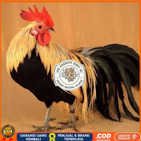 

Telur ayam phoenix onagadori / telur ayam hias fertil siap tetas UD GHANIYY BIBIT ID