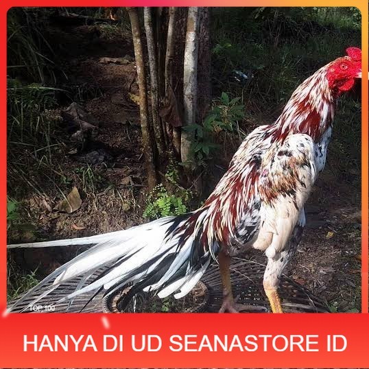 

Telur ayam bangkok ekor lidi / telur ayam hias fertil siap tetas UD SEANASTORE ID