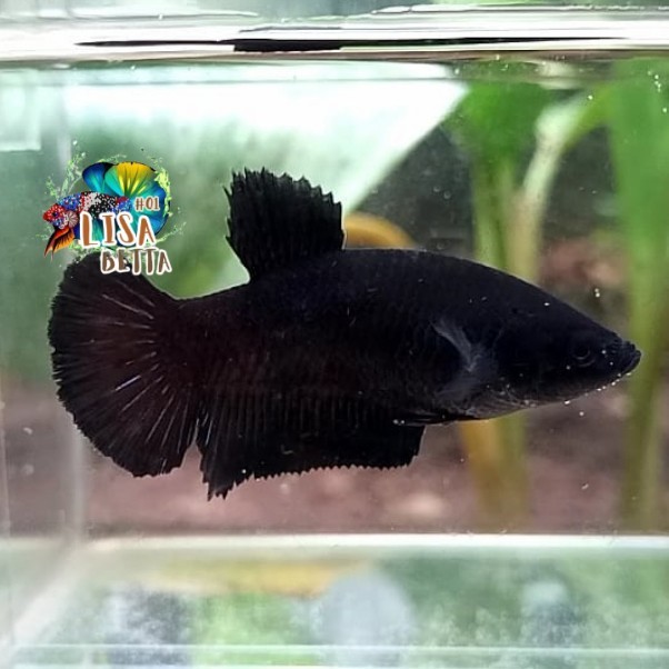 Hiasan soliter ikan cupang female super black siap breed kebutuhan aquarium