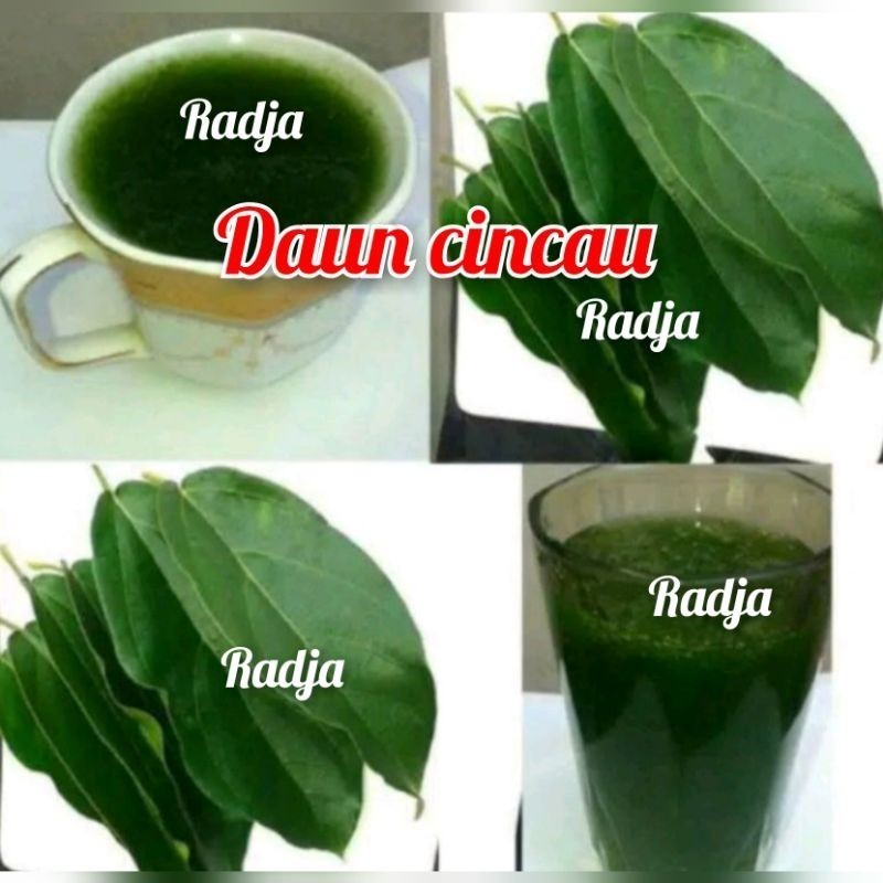 

[] daun cincau isi 50daun berkwalitas unggul