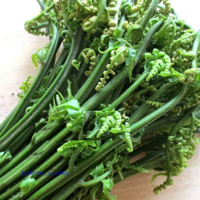 

Pakis paku sayur segar fresh KARUNIA_ALAMKU