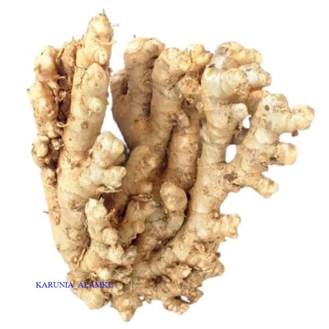 

Lempuyang Segar /basah Per 1kg