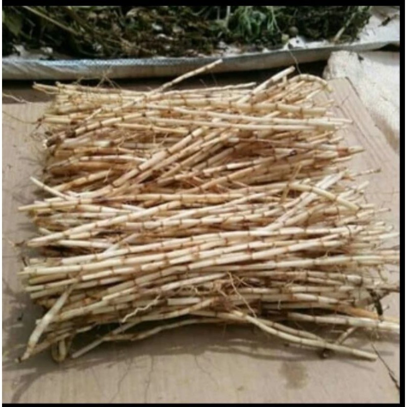 

AKAR ALANG-ALANG KERING 50GR BERSIH. #terlaris