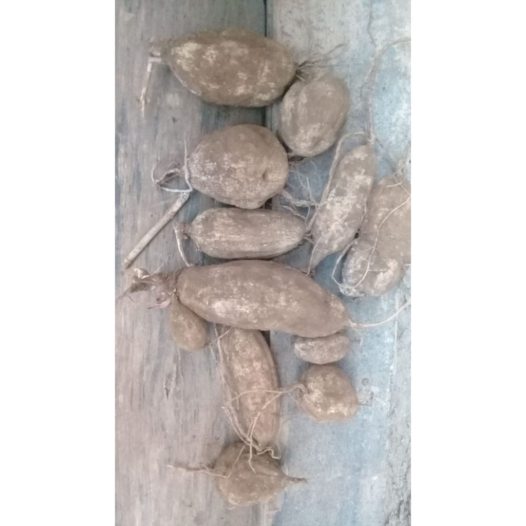 

Umbi dahlia ungu/bibit/murah/bunga