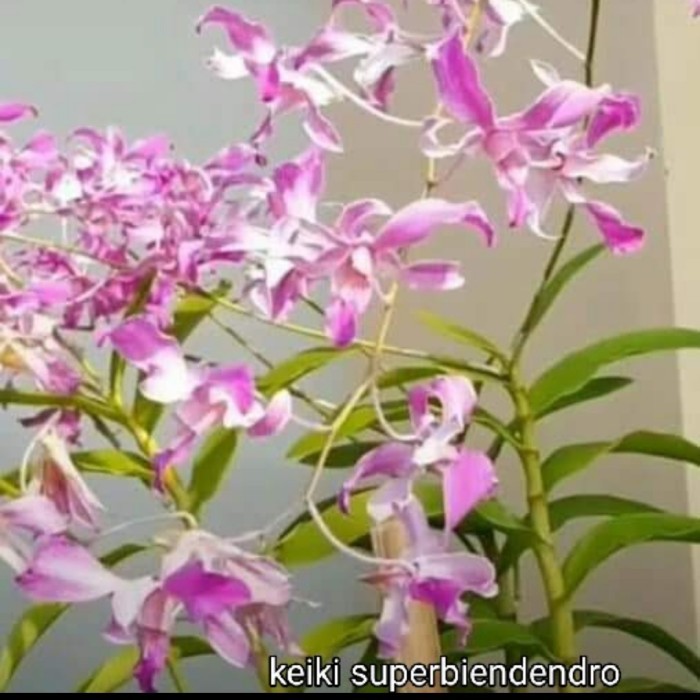 A.L anggrek dendrobium superbien dewasa serumpun