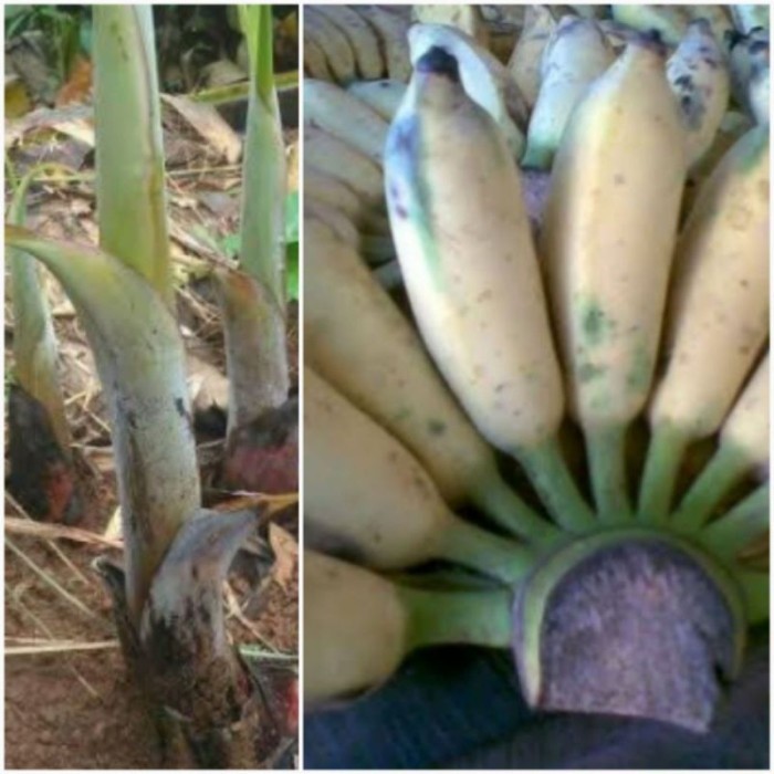 

Bibit bonggol tunas pisang siam