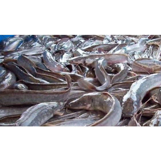 

Ikan Lele Bersih 1kg