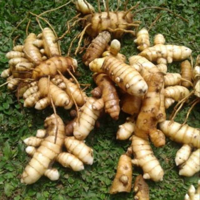 

promo herbal kunyit putih/kunir putih curcuma zedoaria segar