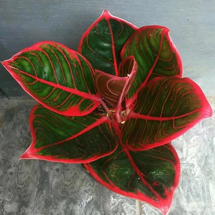 AGLONEMA MURAH ANAKAN KHANZA