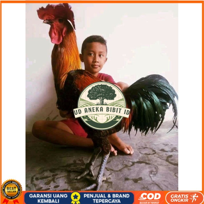 

TELUR AYAM HIAS PELUNG UNTUK DI TETASKAN UD ANEKA BIBIT ID