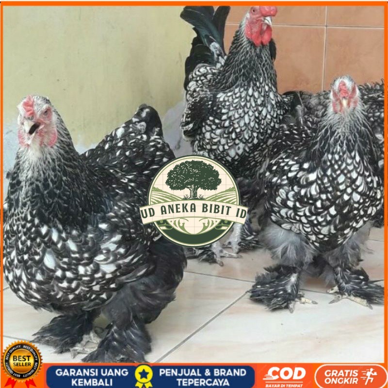 

TELUR AYAM HIAS BRAHMA SILVER LACED UNTUK DI TETASKAN UD ANEKA BIBIT ID