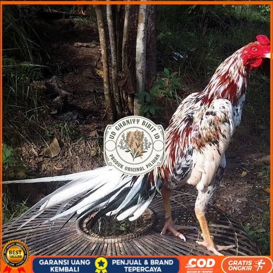 

Telur ayam bangkok ekor lidi / telur ayam hias fertil siap tetas UD GHANIYY BIBIT ID