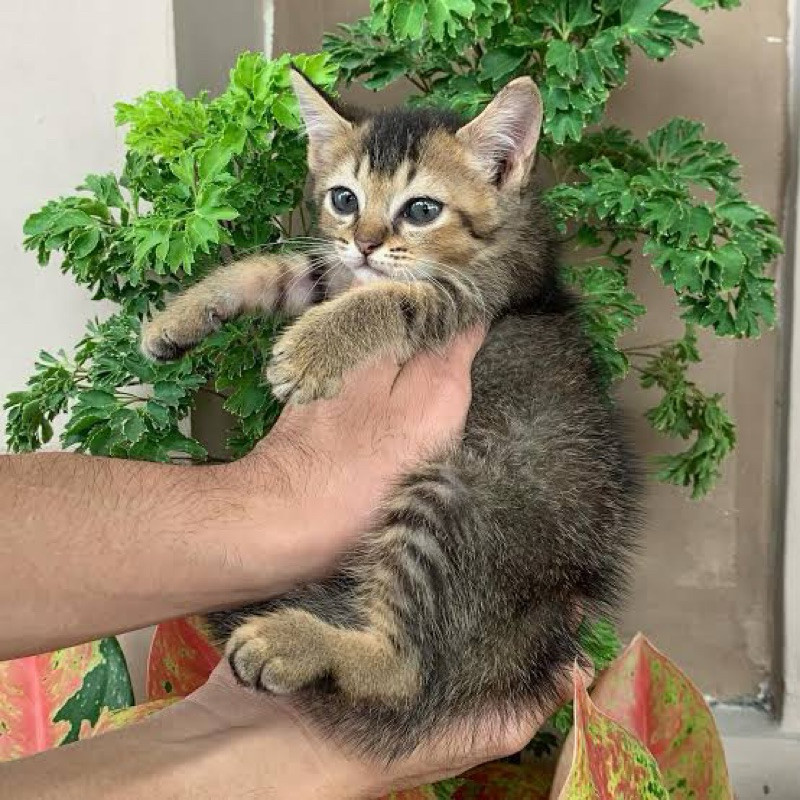 KUCING MIXDOM - Kitten Kucing Campuran Persia Dan Domestik HARGA TERMURAH