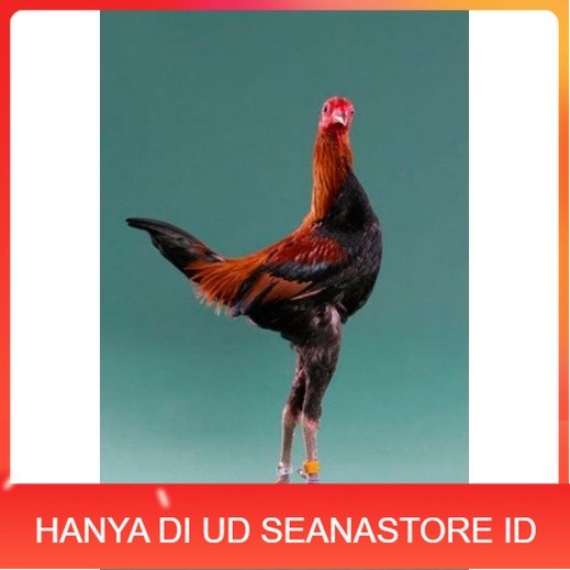

TELUR AYAM HIAS MGB MODERN GAME BANTAM UNTUK DI TETASKAN UD SEANASTORE ID
