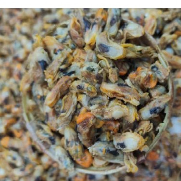 

Kerang Tude Kupas Cokelat pasar online makassar