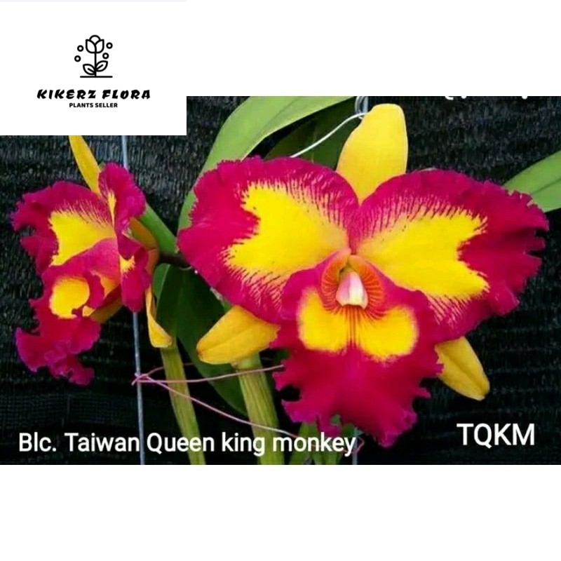 anggrek Cattleya taiwan Queen king monkey dewasa spike+pot angrek catlea pink tengah kuning Niming t