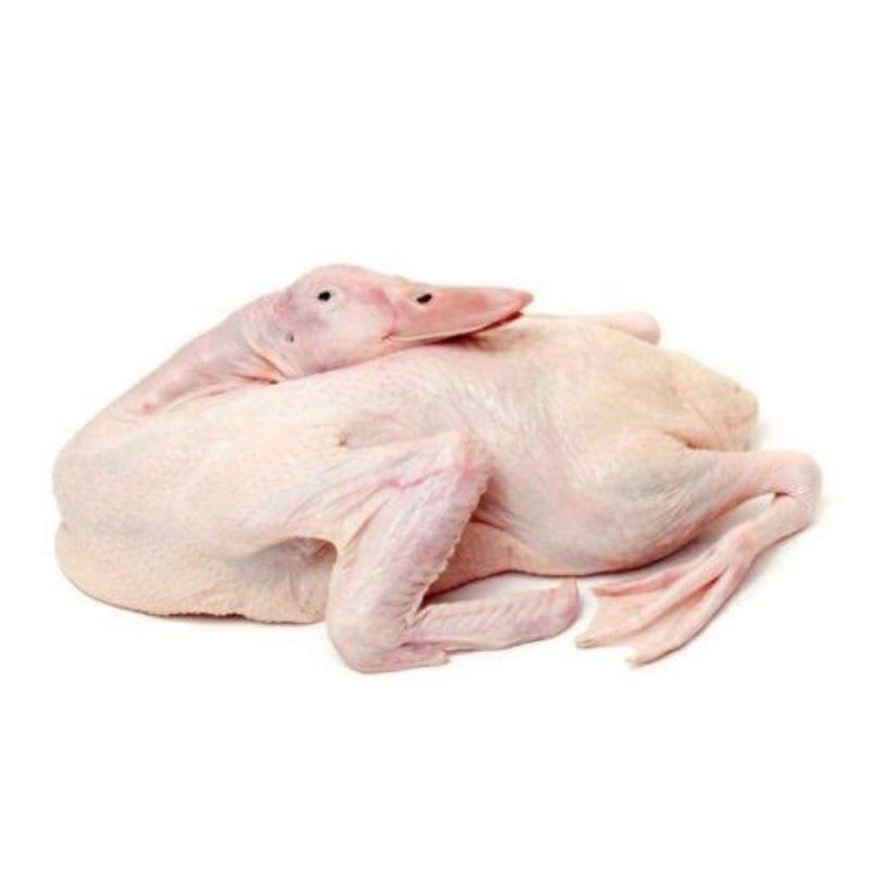 

1 Ekor Bebek + Jeroan – Bebek Segar dan Lezat untuk Hidangan