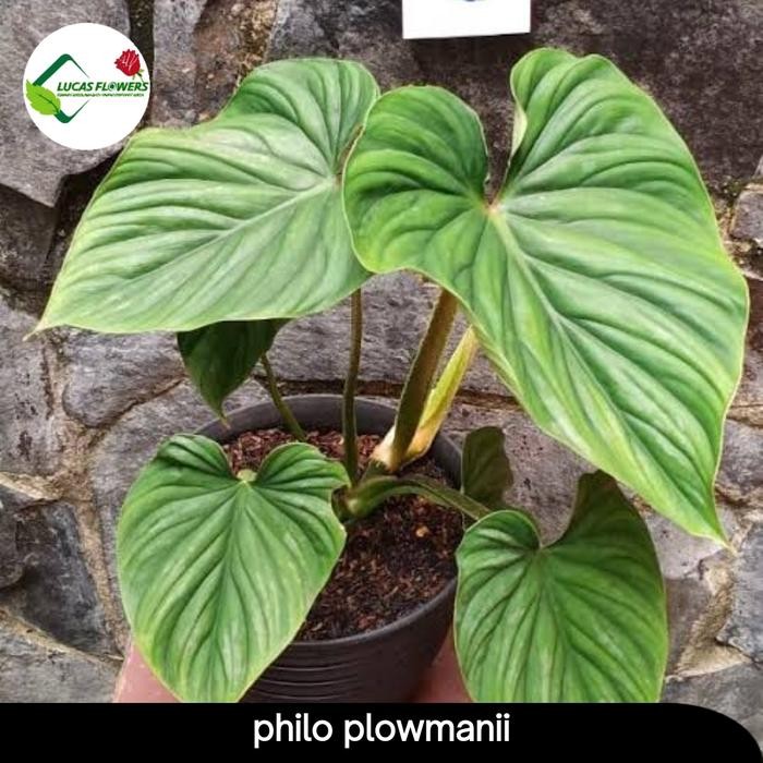 tanaman hias philodendron plowmanii - philo bajakmanii