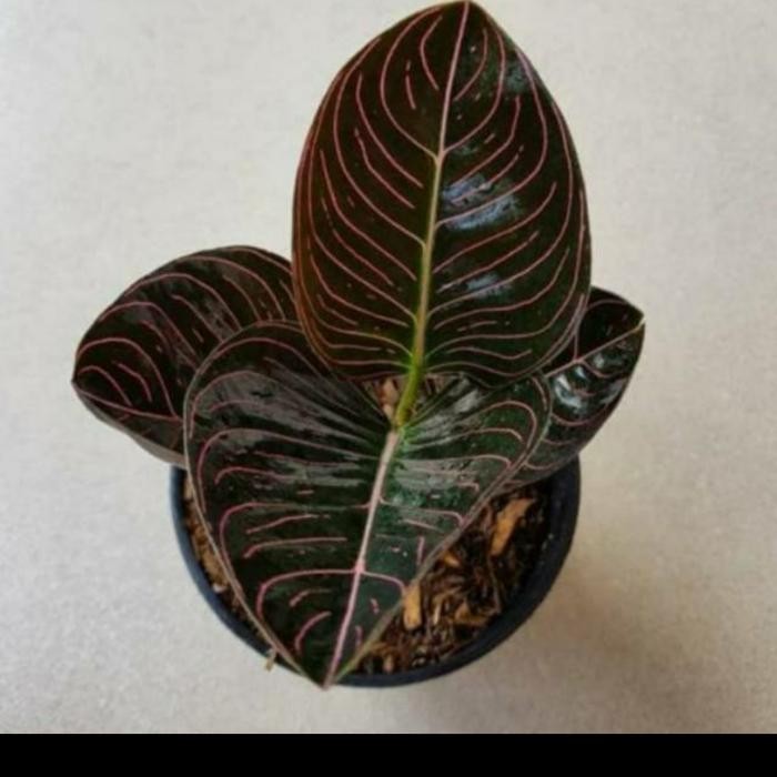 aglonema aceh - tanaman hias aglonema - tanaman indoor - aglonema aceh