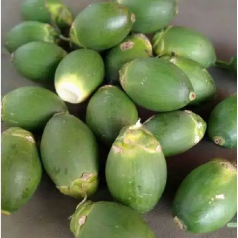 

Buah Jambe Muda Fresh Bagus Tua Juga Ada