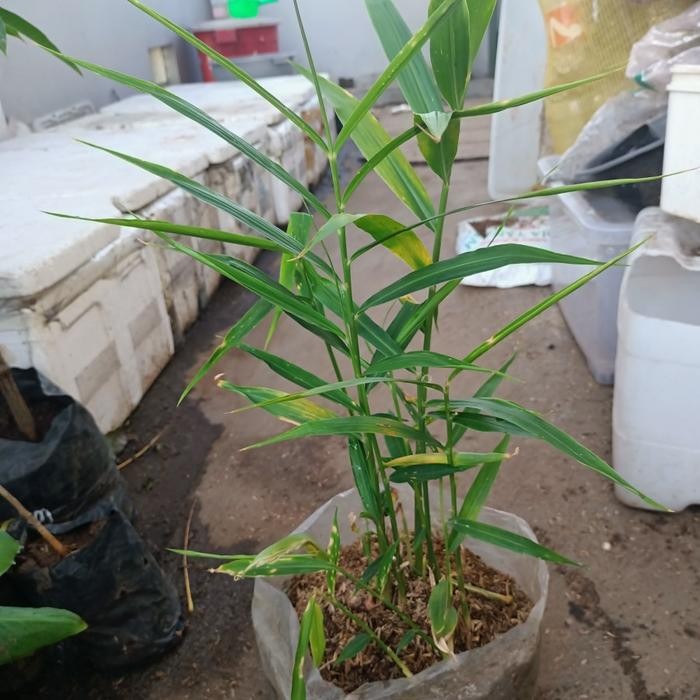 Tanaman bumbu dapur, tanaman herbal, apotek hidup - Jahe