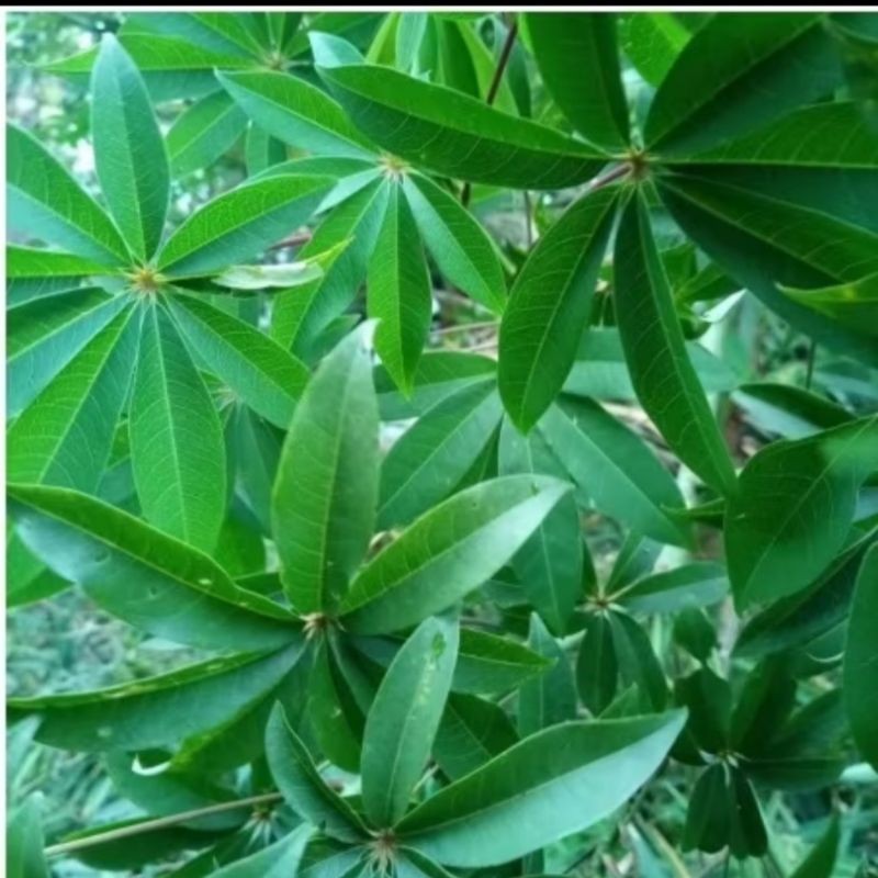 

jual daun randu obat herbal/500g