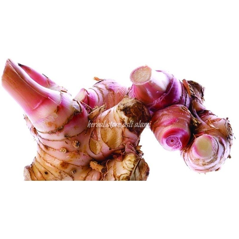 

lengkuas merah/laos merah/laja beureum segar - S Herbal