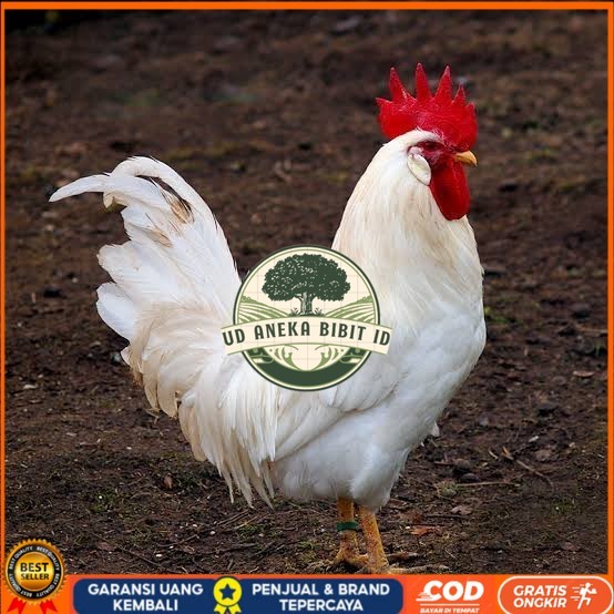 

Telur ayam leghorn white / telur ayam hias / telur fertil siap tetas UD ANEKA BIBIT ID